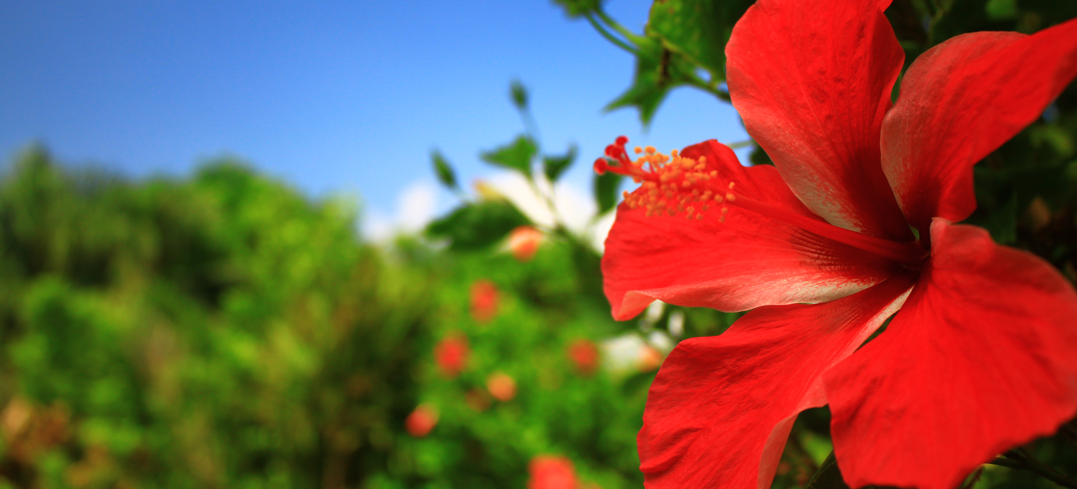 ビジネスホテル林